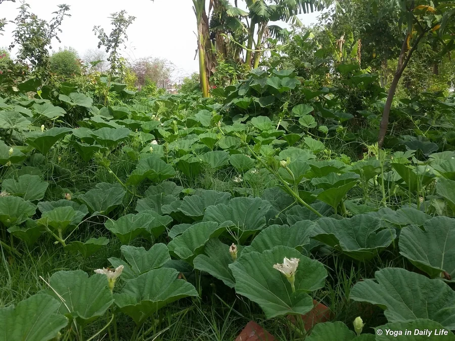 Deshi bottle gourd vines